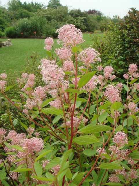 Ceanothus x pallidus Marie Simon' P12